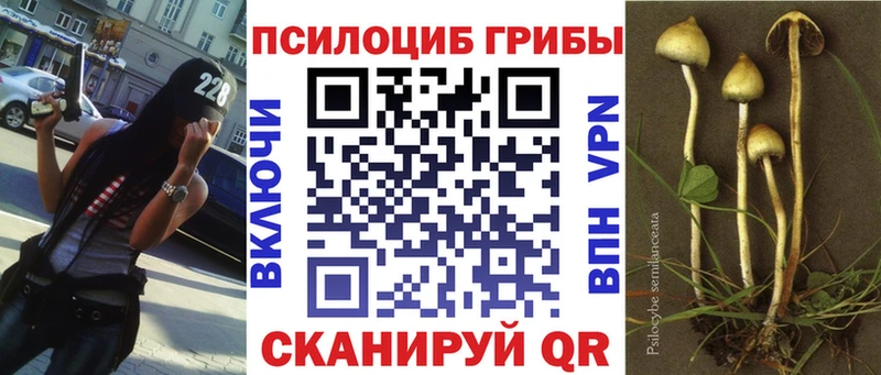 купить наркоту  Новомичуринск  darknet клад  Галлюциногенные грибы Psilocybine cubensis 